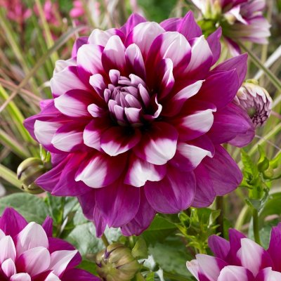 Dahlia Dekorativ Patches 1st