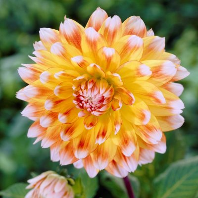 Dahlia Dekorativ Peaches and Cream ® 1st