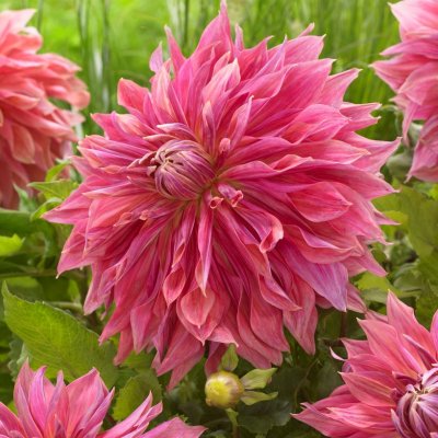 Dahlia Dekorativ Penhill Dark Monarch 1st