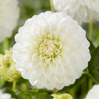 Dahlia Pompon Petra´s Wedding 1st