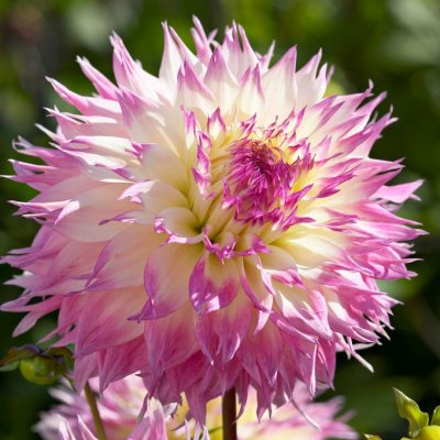Dahlia Kaktus Pinelands Princess 1st