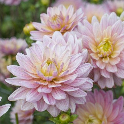 Dahlia Dekorativ Pink Magic 1st
