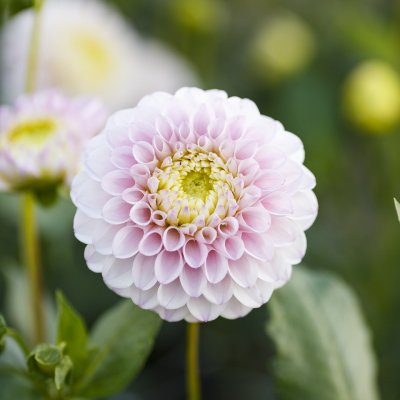 Dahlia Boll Pink Pearl 1st