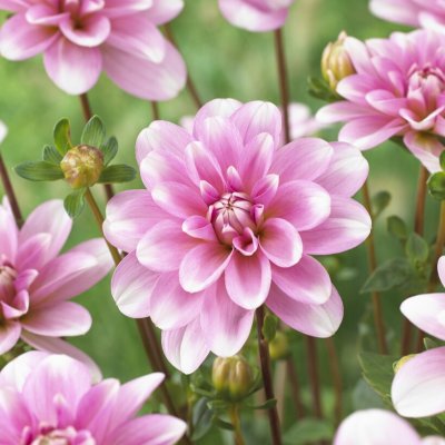 Dahlia Näckros Pink Perception 1st