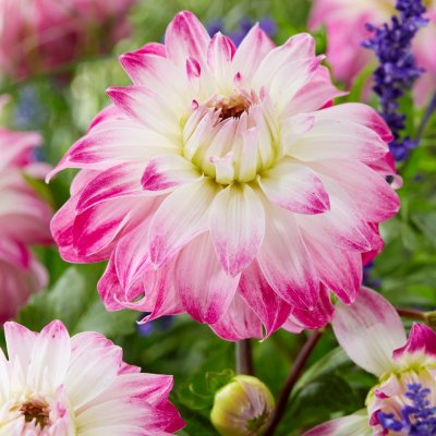 Dahlia Dekorativ Pink Petticoat 1st