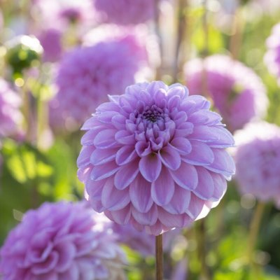 Dahlia Boll Pink Pop 1st