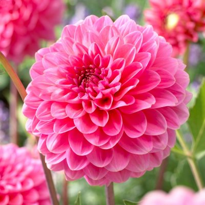 Dahlia Pompon Pink Runner 1st
