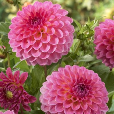 Dahlia Boll Pink Suffusion 1st