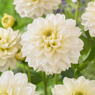 Dahlia Dekorativ Polar Ice 1st