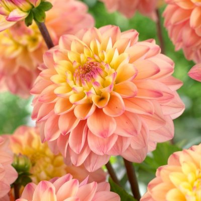 Dahlia Dekorativ Princesse Elisabeth 1st