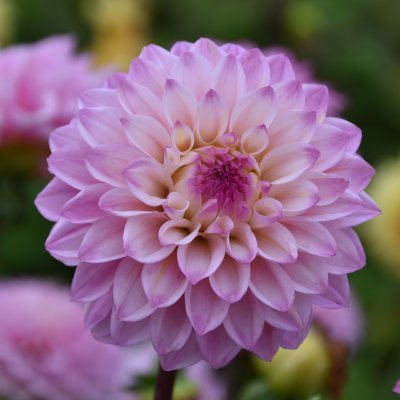 Dahlia Dekorativ Princess Laetitia 1st