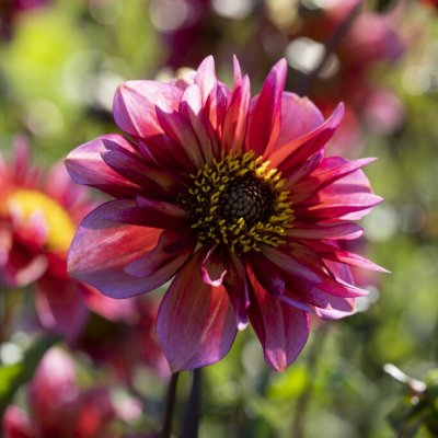 Dahlia Anemon Princess Nadine 1st