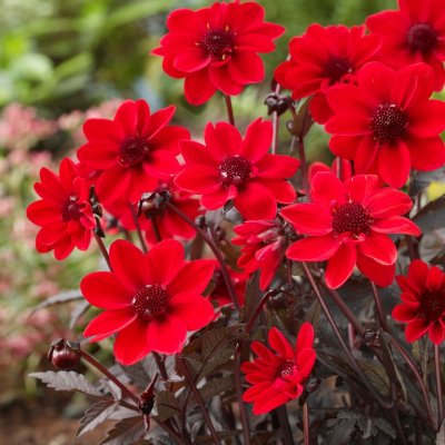 Dahlia Enkel Dark Angel Pulp Fiction ® 1st