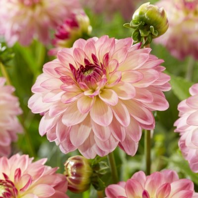 Dahlia Dekorativ Pure Happiness 1st