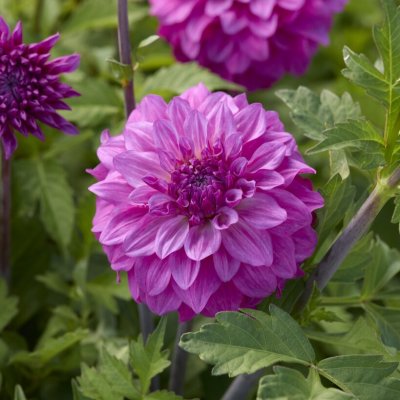 Dahlia Dekorativ Purple Balloon 1st