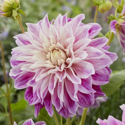 Dahlia Dekorativ Purple Explosion 1st