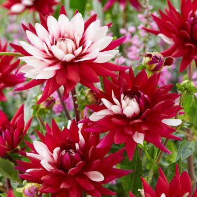 Dahlia Dekorativ Rebecca´s World 1st