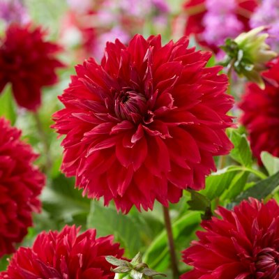 Dahlia Dekorativ Fubuki Red 1st