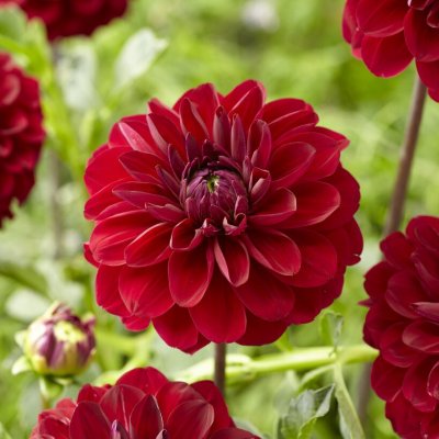 Dahlia Dekorativ Red Queen 1st