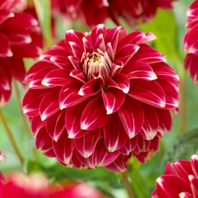 Dahlia Pompon Red Rock 1st
