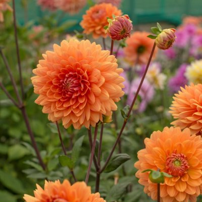 Dahlia Dekorativ Renate Tozio 1st