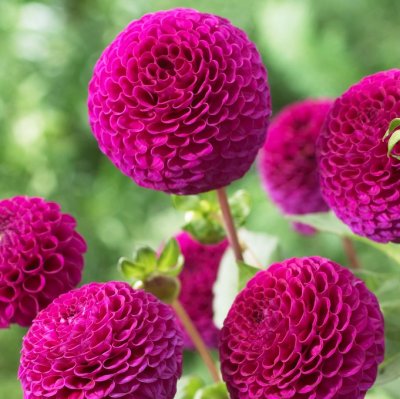 Dahlia Pompon Rocco 1st