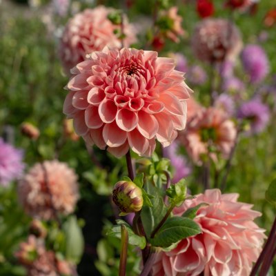 Dahlia x pinnata Romance