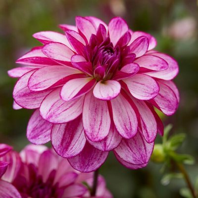 Dahlia Dekorativ Seduction 1st