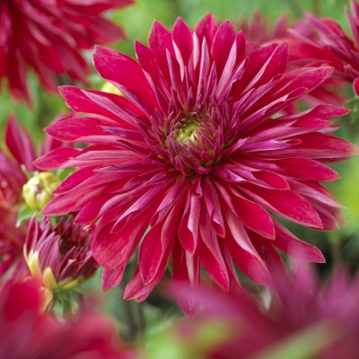 Dahlia Dekorativ Selina 1st