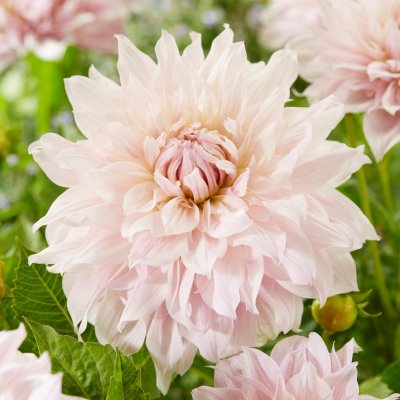 Dahlia Dekorativ Shiloh Noelle 1st