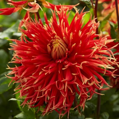 Dahlia Kaktus Show ´N´ Tell 1st