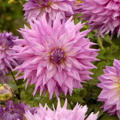 Dahlia Dekorativ Sir Alf Ramsey 1st