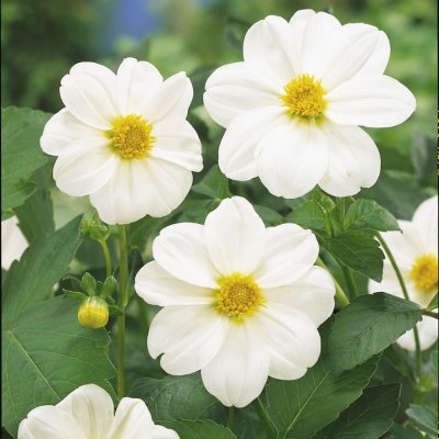 Dahlia Mignon Sneezy 1st