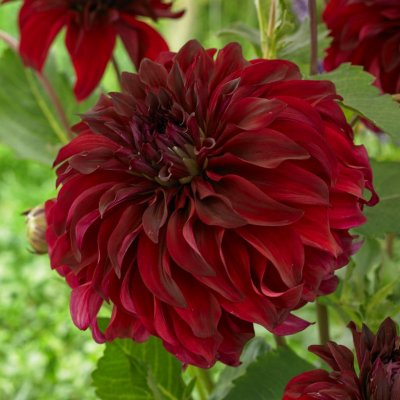 Dahlia Dekorativ Spartacus 1st