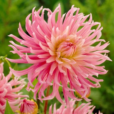Dahlia Kaktus Star's Favourite 1st