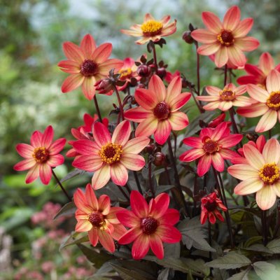 Dahlia Enkel Dark Angel Star Wars ® 1st