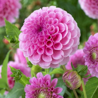 Dahlia Pompon Stolze von Berlin 1st