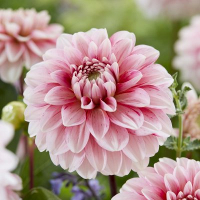 Dahlia Dekorativ Strawberry Cream 1st