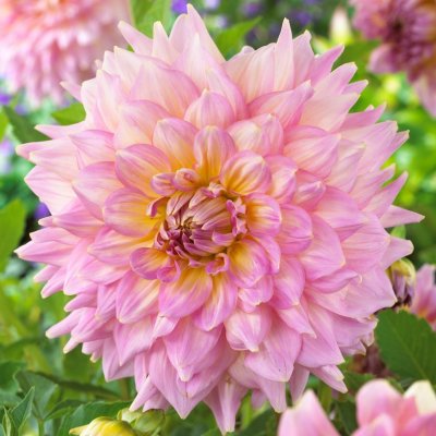 Dahlia Dekorativ Strawberry Ice 1st