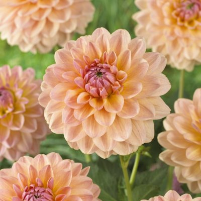 Dahlia Dekorativ Sturm Sweet Maria 1st