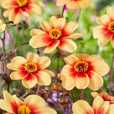 Dahlia Mignon Sunshine 1st