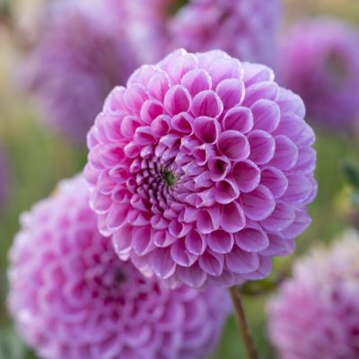 Dahlia Boll Sweet Fabienne 1st