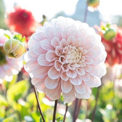 Dahlia Dekorativ Sweet Nathalie 1st