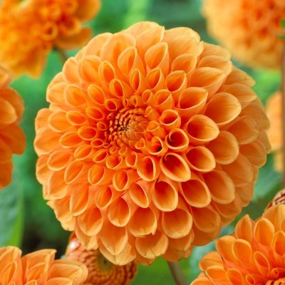 Dahlia Boll Sylvia 1st