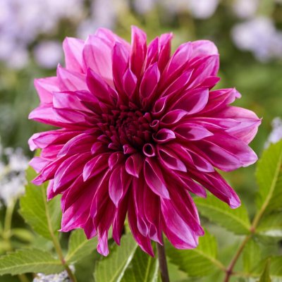 Dahlia Dekorativ Tanita 1st