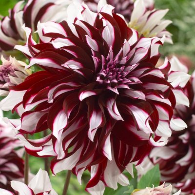 Dahlia Dekorativ Tartan 1st
