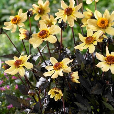 Dahlia Enkel Dark Angel Taxi Driver ® 1st