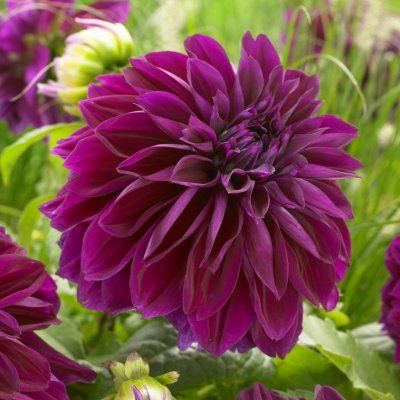 Dahlia Dekorativ Thomas A. Edison 1st