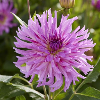Dahlia Kaktus Torsade 1st