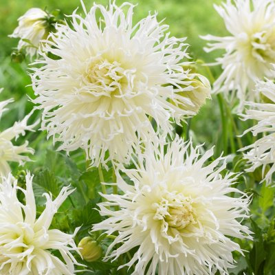 Dahlia Kaktus Tsuki-yori-no-shisha 1st